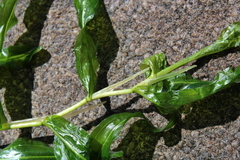 Potamogeton praelongus