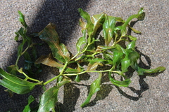 Potamogeton praelongus