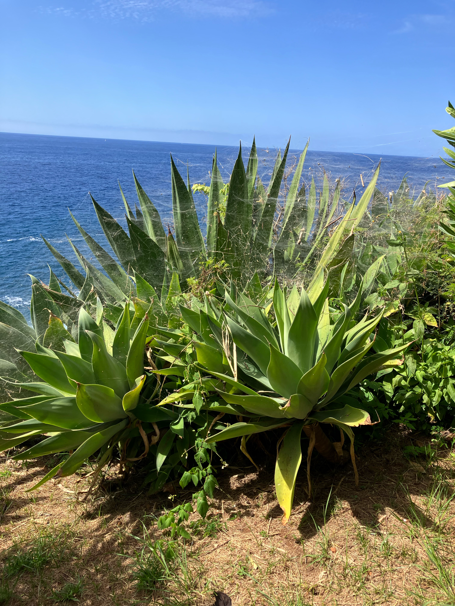 Imagem de Agave-dragão