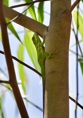 Anolis luteogularis