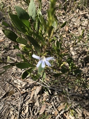 Scaevola angustata