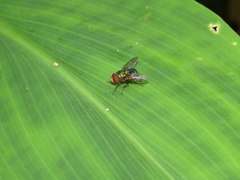 Hemilucilia