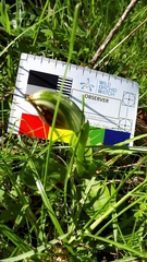 Pterostylis cucullata