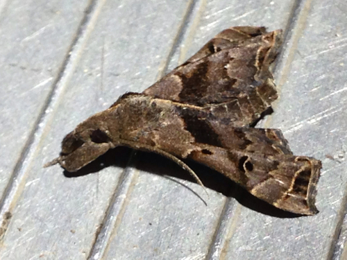 Faint-spotted Palthis Moth