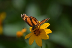 Castilia eranites