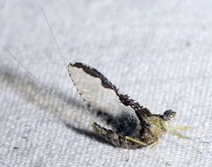 Callibaetis pretiosus