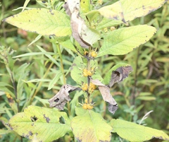 Triosteum