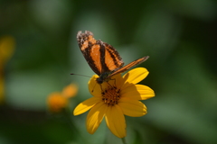 Castilia eranites