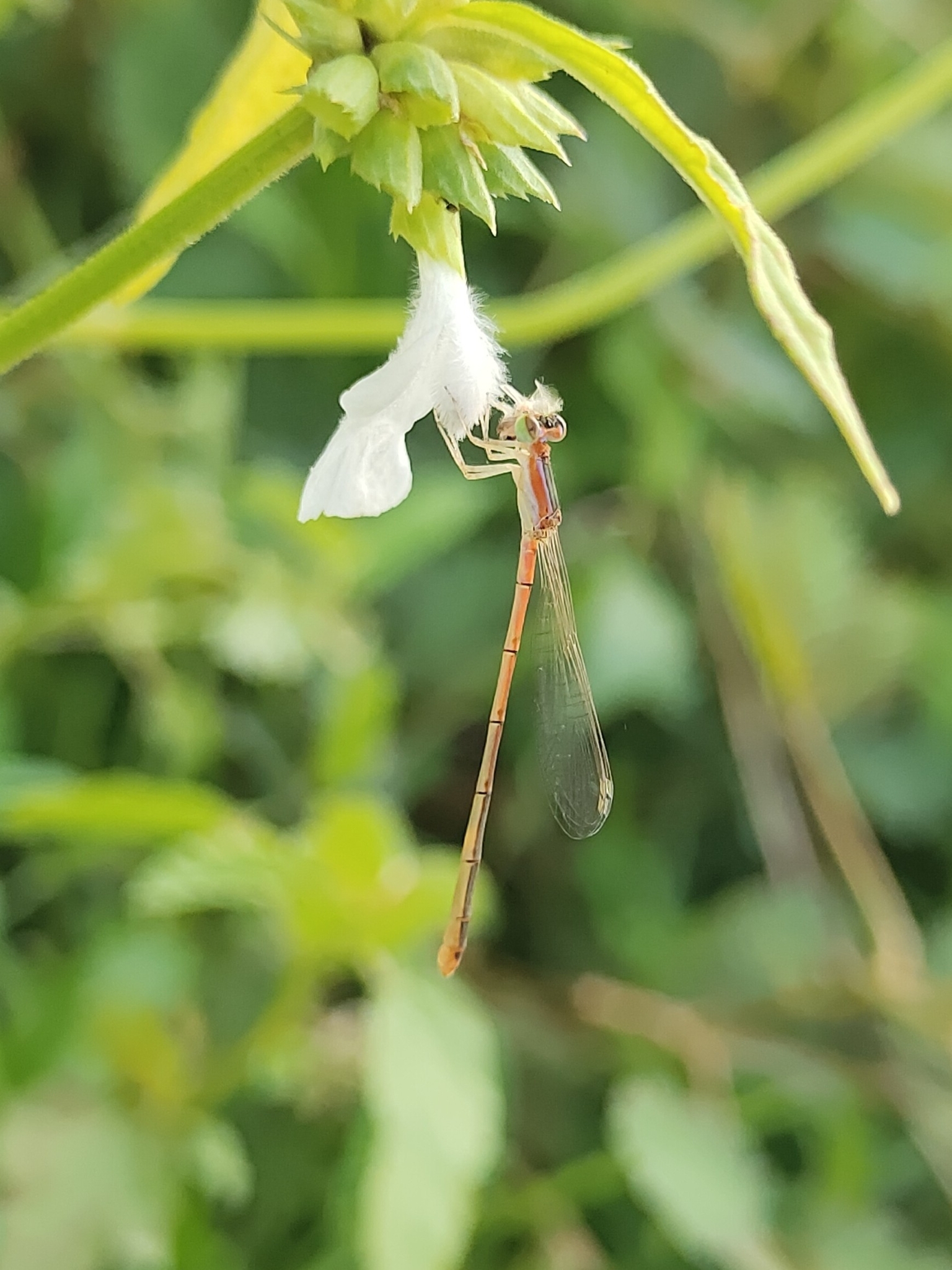 Pygmy Dartlet