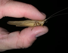 Neoconocephalus nebrascensis