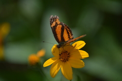 Castilia eranites