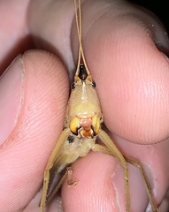 Neoconocephalus nebrascensis