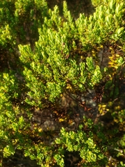 Hypericum microsepalum