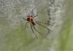 Metellina