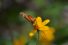 Castilia eranites