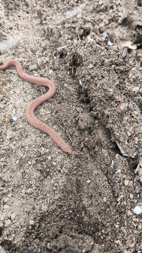 Largenose Earth Snake