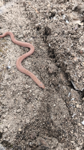 Largenose Earth Snake