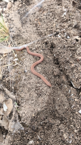 Largenose Earth Snake