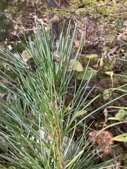 Pinus monticola