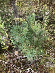 Pinus monticola