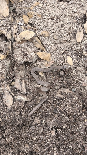 Largenose Earth Snake