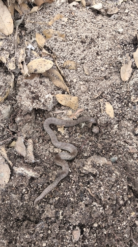 Largenose Earth Snake