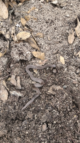 Largenose Earth Snake