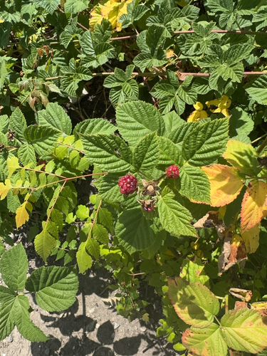 iNaturalist observation photo of Armenian Blackberry
