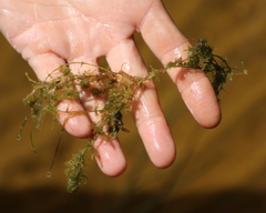 Charophyta