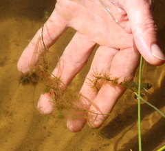 Charophyta