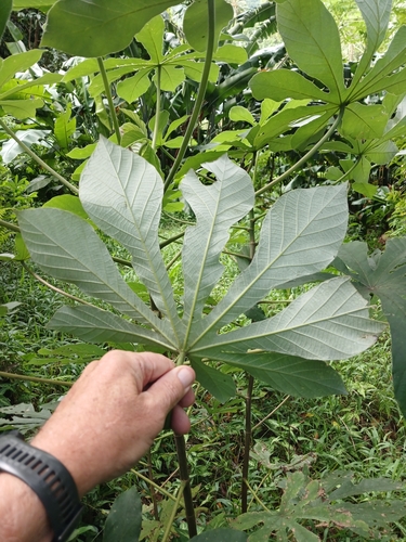 Cecropia observed 2025-06-20
