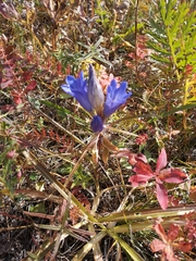 Gentiana decumbens