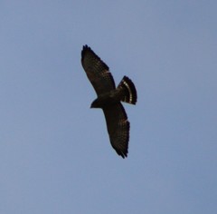 Buteo platypterus