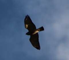 Buteo platypterus