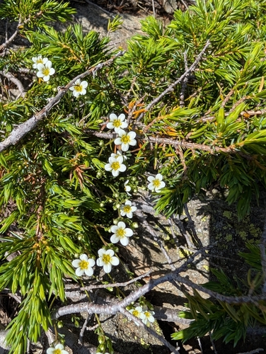 Scented-leaved Saxifrage (Saxifraga intricata)