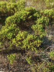 Hypericum microsepalum