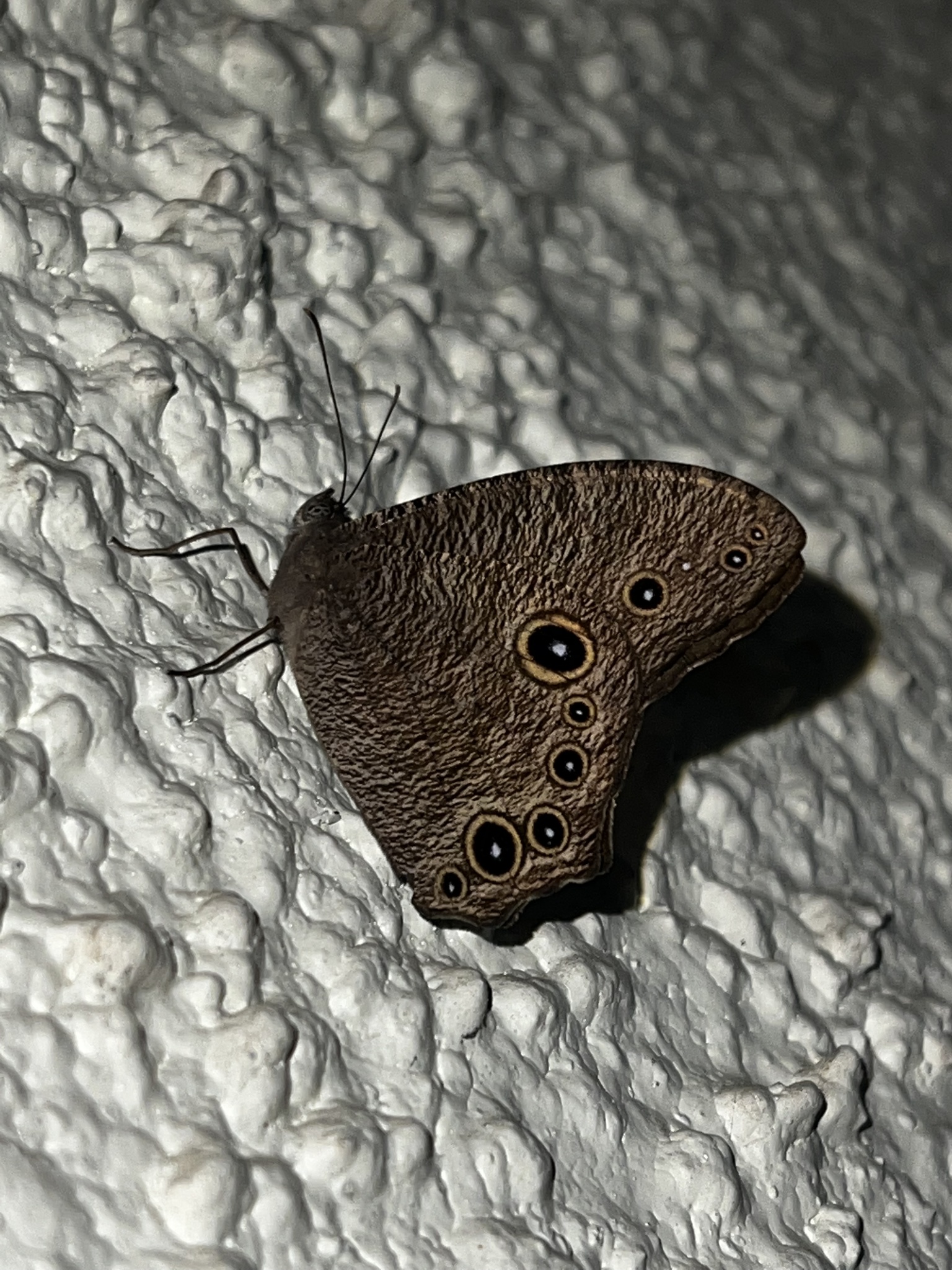 Common Evening Brown