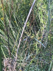 Ischnura perparva
