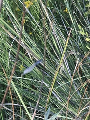 Ischnura perparva