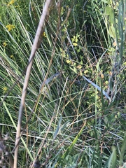 Ischnura perparva
