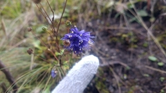 Allium sikkimense