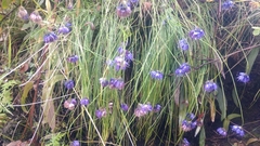 Allium sikkimense