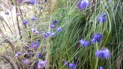 Allium sikkimense