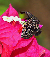 Cycloglypha thrasibulus thrasibulus