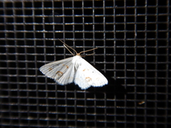 Scopula lautaria