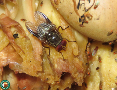 Mesembrinella batesi