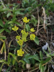 Bupleurum multinerve