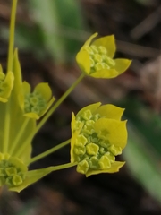 Bupleurum multinerve