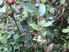 Passiflora cuspidifolia
