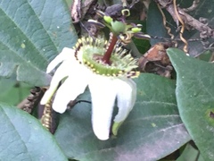 Passiflora cuspidifolia
